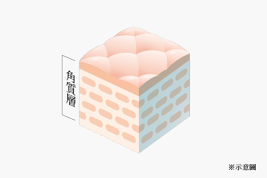 角質層 ※示意圖